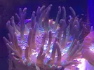 [TodoMarino.com] Taller - Solo Anemonas ... todo lo que siempre has querido saber...
