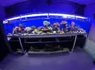 [TodoMarino.com] El renacer de Japonaco Reef solopeces cubos y sumproom