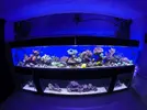 [TodoMarino.com] El renacer de Japonaco Reef solopeces cubos y sumproom