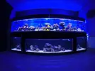 [TodoMarino.com] El renacer de Japonaco Reef solopeces cubos y sumproom