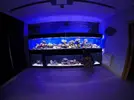 [TodoMarino.com] El renacer de Japonaco Reef solopeces cubos y sumproom