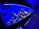 [TodoMarino.com] El renacer de Japonaco Reef solopeces cubos y sumproom
