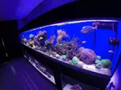 [TodoMarino.com] El renacer de Japonaco Reef solopeces cubos y sumproom