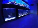 [TodoMarino.com] El renacer de Japonaco Reef solopeces cubos y sumproom