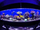 [TodoMarino.com] El renacer de Japonaco Reef solopeces cubos y sumproom