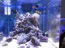 [TodoMarino.com] Nini reef de Blau de 91 litros de 45x45x45