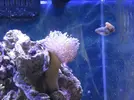 [TodoMarino.com] Nini reef de Blau de 91 litros de 45x45x45