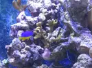 [TodoMarino.com] Nini reef de Blau de 91 litros de 45x45x45