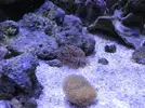 [TodoMarino.com] Nini reef de Blau de 91 litros de 45x45x45