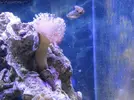 [TodoMarino.com] Nini reef de Blau de 91 litros de 45x45x45