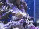 [TodoMarino.com] Nini reef de Blau de 91 litros de 45x45x45