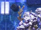 [TodoMarino.com] Nini reef de Blau de 91 litros de 45x45x45