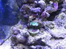[TodoMarino.com] Nini reef de Blau de 91 litros de 45x45x45