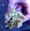 [TodoMarino.com] Fotos de corales