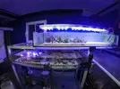 [TodoMarino.com] El renacer de Japonaco Reef solopeces cubos y sumproom