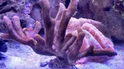 [TodoMarino.com] regalo montipora marron anaranjada es una pieza