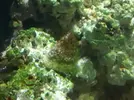 [TodoMarino.com] Caracol astrea cochino?