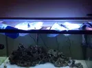 [TodoMarino.com] mi primer acuario marino 240l