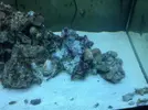 [TodoMarino.com] mi primer acuario marino 240l