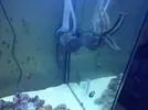 [TodoMarino.com] mi primer acuario marino 240l