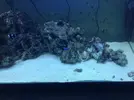 [TodoMarino.com] mi primer acuario marino 240l