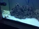 [TodoMarino.com] mi primer acuario marino 240l