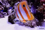 [TodoMarino.com] .....:::::::: Seadreams :::::::::.....