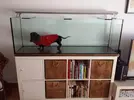 [TodoMarino.com] aquascaping 360 litros desde cero