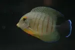 [TodoMarino.com] Cirujano strigosus o tristis