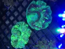 [TodoMarino.com] Acanthophyllias, welsos, trachys, blastomussas, Acantas...