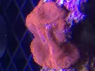 [TodoMarino.com] Acanthophyllias, welsos, trachys, blastomussas, Acantas...