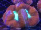 [TodoMarino.com] Acanthophyllias, welsos, trachys, blastomussas, Acantas...