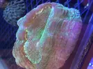 [TodoMarino.com] Acanthophyllias, welsos, trachys, blastomussas, Acantas...