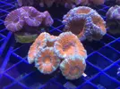[TodoMarino.com] Acanthophyllias, welsos, trachys, blastomussas, Acantas...