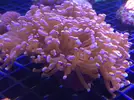[TodoMarino.com] Acanthophyllias, welsos, trachys, blastomussas, Acantas...