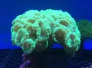 [TodoMarino.com] Acanthophyllias, welsos, trachys, blastomussas, Acantas...