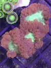 [TodoMarino.com] Acanthophyllias, welsos, trachys, blastomussas, Acantas...