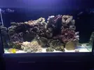 [TodoMarino.com] Mi nuevo acuario 200L
