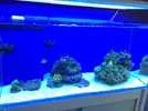 [TodoMarino.com] STONE Reef