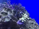 [TodoMarino.com] STONE Reef