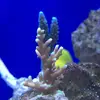 [TodoMarino.com] STONE Reef