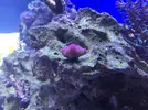[TodoMarino.com] STONE Reef