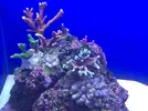 [TodoMarino.com] STONE Reef