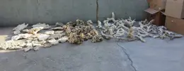 [TodoMarino.com] Mota's REEF