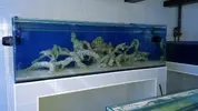 [TodoMarino.com] Mota's REEF
