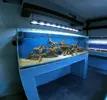 [TodoMarino.com] Mota's REEF