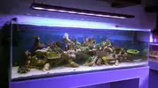[TodoMarino.com] Mota's REEF