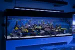 [TodoMarino.com] Mota's REEF