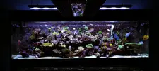 [TodoMarino.com] Mota's REEF