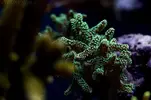 [TodoMarino.com] Mota's REEF